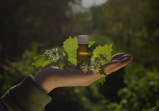 Close-up of woman's hand holding an aroma oil in a bottle and Bach flower essence and blooming nettle with a forest in the background