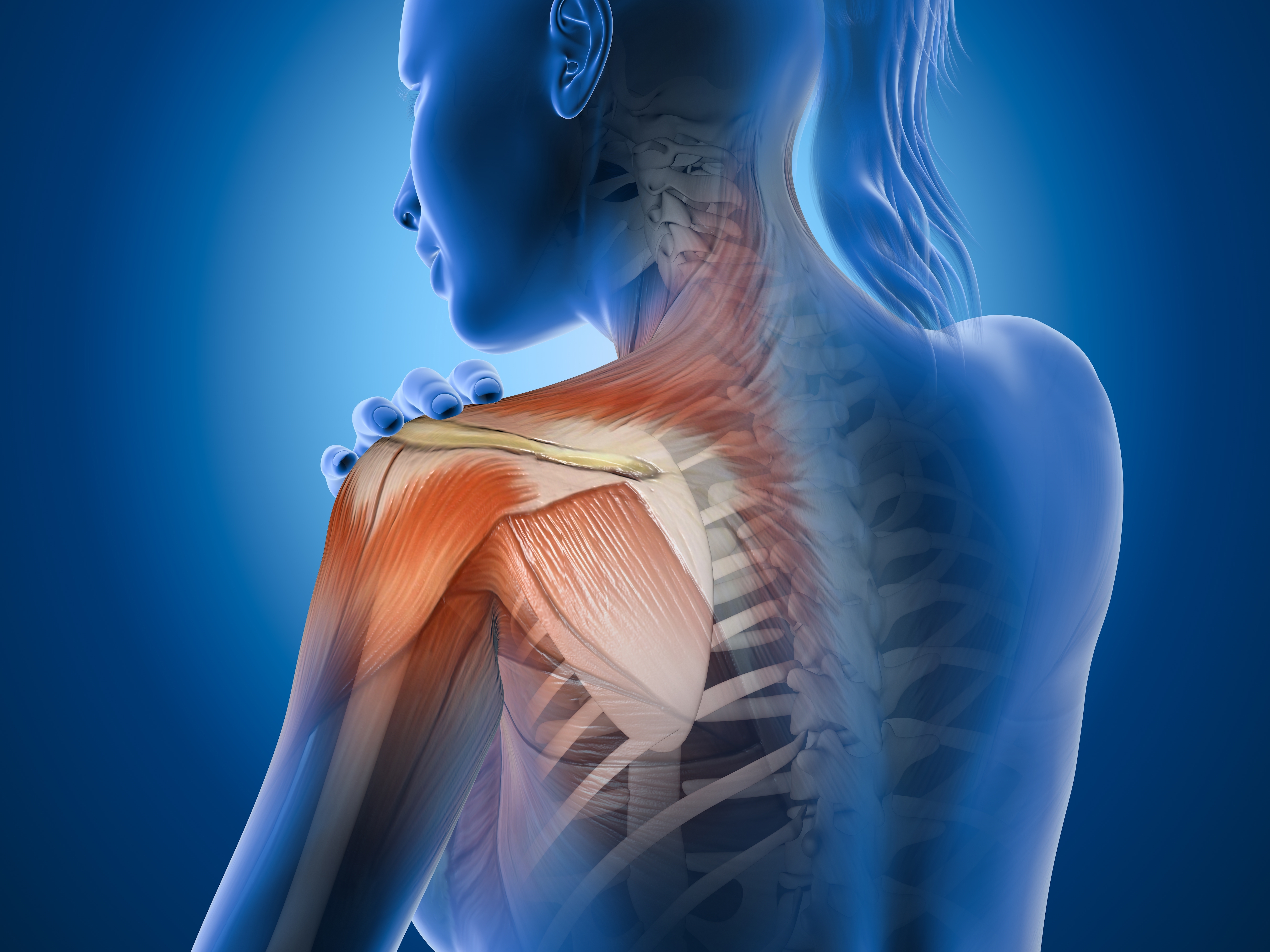 Anatomical illustration of the shoulder joint highlighting muscles and connective tissues commonly affected by adhesive capsulitis, also known as frozen shoulder.